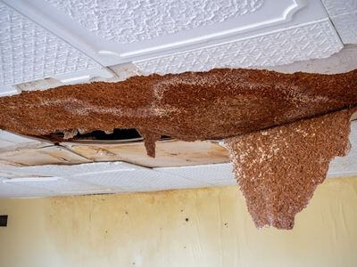 Professional water damage restoration services in Everett - SurgePeak Co